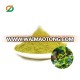 GREEN TEA EXTRACT POWDER